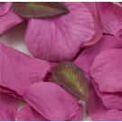 Cerise Pink Silk Rose Petals