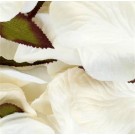 1000 Cream Silk Rose Petals