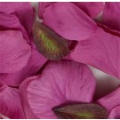 Fuchsia Silk Rose Petals