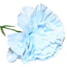 10 Baby Blue Carnations