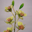 Stem of Green Cymbidium Orchids