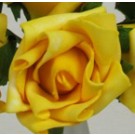 Yellow Medium Rose Sample